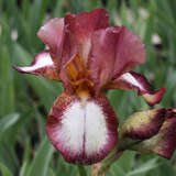 Iris germanica 'Jet Fire' - Hohe Schwertlilie, Iris