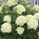 Hydrangea paniculata 'Limelight' - Rispenhortensie
