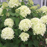 Hydrangea paniculata 'Limelight' - Rispenhortensie
