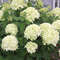 Hortensie limelight Hortensie limelight