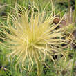 Pulsatilla vulgaris 'Papageno': Bild 8/9