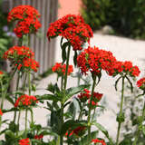 Lychnis chalcedonica - Lichtnelke, Brennende Liebe