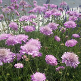 Scabiosa columbaria 'Pink Mist' - Niedere Knopfblume