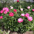 Paeonia lactiflora 'Paula Fay': Bild 2/2