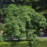 Fraxinus excelsior 'Pendula' - Hängeesche