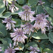 Hosta 'Hadspen Blue': Bild 4/4