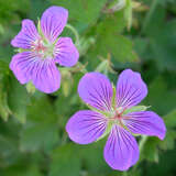 Geranium wlassovianum - Sibirischer Storchschnabel