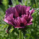 Papaver orientale 'Patty's Plum' - Orientalischer Mohn