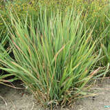 Eragrostis spectabilis - Purpur-Liebesgras