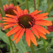 Echinacea purpurea 'Hot Lava': Bild 2/4