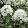 Phlox paniculata 'Fujiyama': Bild 1/2