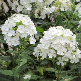 Phlox paniculata 'Fujiyama'