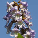 Paulownia tomentosa - Blauglockenbaum