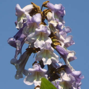 Paulownia tomentosa