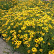Rudbeckia fulgida deamii: Bild 4/4
