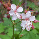 Geranium macrorrhizum 'Spessart' - Storchschnabel