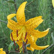 Lilium auratum 'Citronella': Bild 1/3