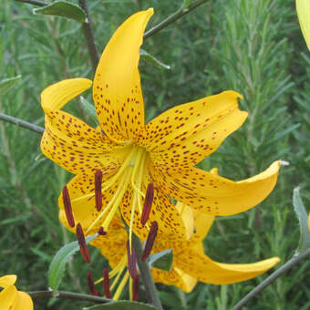 Lilium auratum 'Citronella'