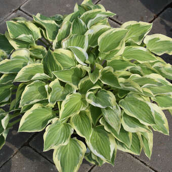 Hosta 'Wolverine'