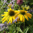 Echinacea purpurea 'Now Cheesier': Bild 4/6