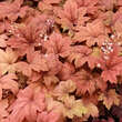 Heucherella 'Sweet Tea': Bild 3/6