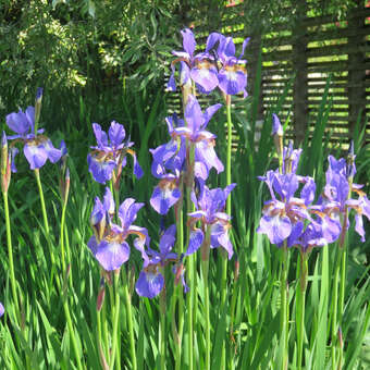 Iris sibirica 'Emperor'