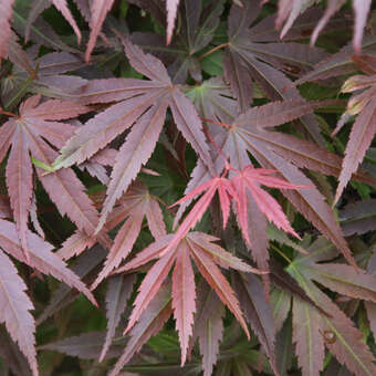 Acer palmatum 'Pixie'