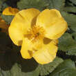 Hylomecon japonica: Bild 1/2