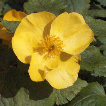 Hylomecon japonica
