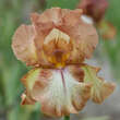 Iris germanica 'Wild Ginger': Bild 1/1
