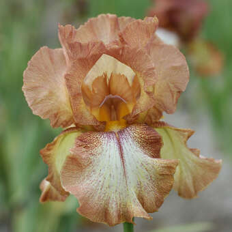 Iris germanica 'Wild Ginger'