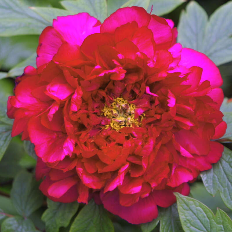 Strauch Pfingstrose Paeonia Suffruticosa Rot Rot