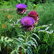 Cynara 'Große Grüne von Neapel': Bild 4/8