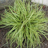 Carex oshimensis 'Evergold' - Japan-Goldsegge