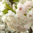 Prunus serrulata 'Shirofugen': Bild 1/1