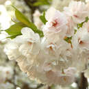 Prunus serrulata 'Shirofugen' - Japanische Blütenkirsche