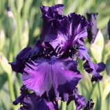 Iris germanica 'Matinata' - Hohe Schwertlilie, Iris