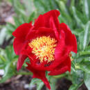 Paeonia Intersec. 'Scarlet Heaven' - Pfingstrose Intersectional-Hybride