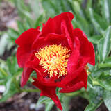 Paeonia Intersec. 'Scarlet Heaven' - Pfingstrose Intersectional-Hybride