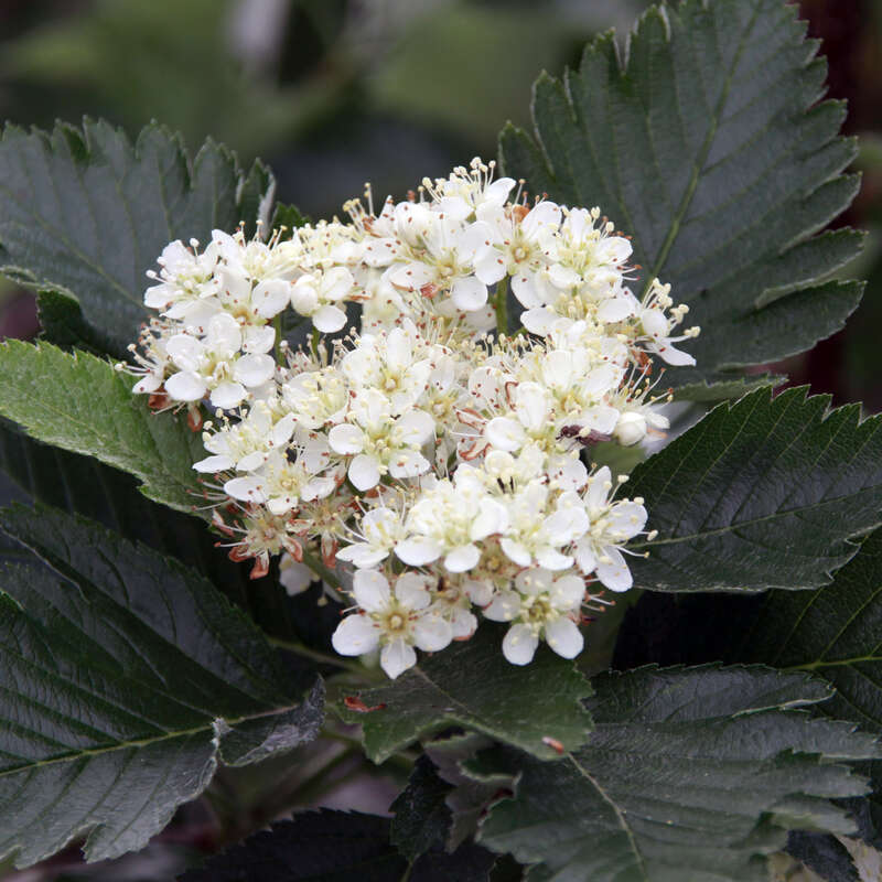 Schwedische Mehlbeere Sorbus intermedia weiß