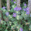 Geranium wlassovianum: Bild 5/6
