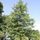 Quercus palustris - Sumpfeiche