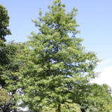 Quercus palustris - Sumpfeiche