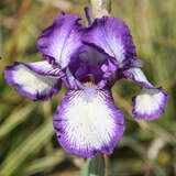 Iris media 'Arctic Fancy' - Halbhohe Schwertlilie, Iris