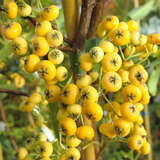 Pyracantha 'Saphyr Jaune' - Feuerdorn