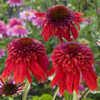 Echinacea purpurea 'Eccentric': Bild 1/3