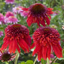 Echinacea purpurea 'Eccentric' - Sonnenhut