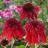 Echinacea purpurea 'Eccentric' - Sonnenhut