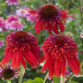 Echinacea purpurea 'Eccentric'