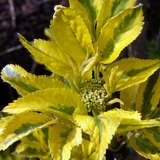 Sambucus nigra 'Madonna' - Gelbbunter Holunder